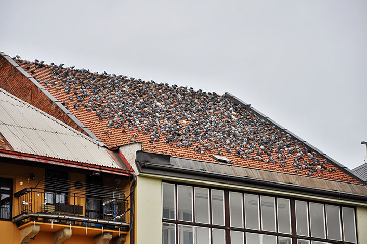 A2B Pest Control are able to install spikes to deter birds from roofs in Melton Mowbray. 