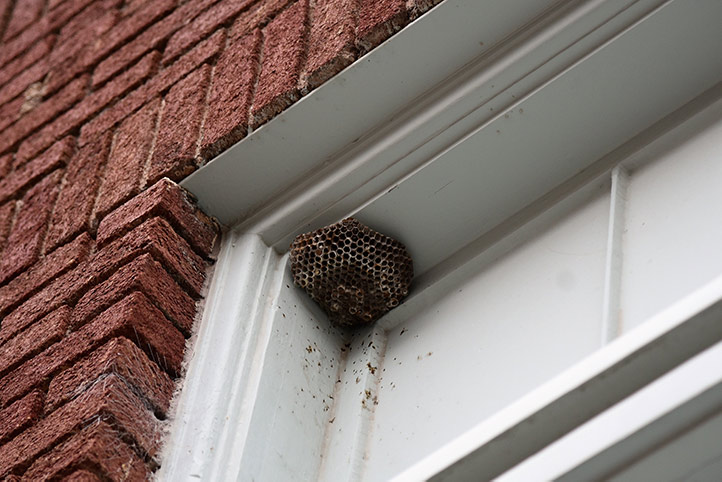 We provide a wasp nest removal service for domestic and commercial properties in Melton Mowbray.